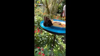 Butterflies at the Saint Louis Zoo [upl. by Claybourne]