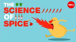 The science of spiciness  Rose Eveleth [upl. by Ewan]