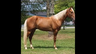 Palomino Tennessee Walking Horse Gelding For Sale [upl. by Jolenta]