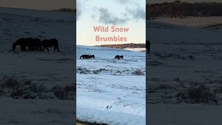 Wild Brumbies nsw brumbies snow [upl. by Airdnekal916]