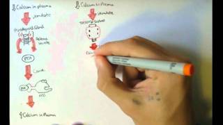 Bone Homeostasis Calcium and Phosphate Hormones [upl. by Morgan]