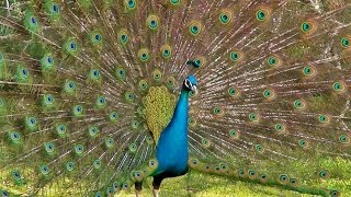 Peacock Dance Display  Peacocks Opening Feathers HD amp Bird Sound [upl. by Attelrac]