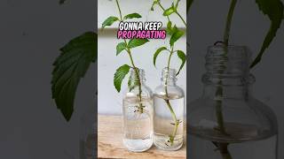 How to propagate mint from cuttings in water shorts mint mintplant propagation gardening grow [upl. by Enenej]