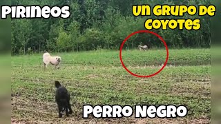 Gran Pirineo y su amigo se encuentran con un Grupo de Coyotes [upl. by Rotciv]