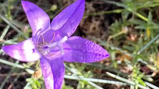 Campanilla silvestre Campanula lusitanica [upl. by Nole]