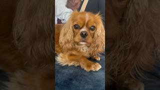 Cavalier King Charles Spaniel protecting a newborn baby and owner [upl. by Odrude]