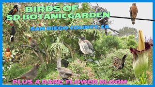 Birds of San Diego Botanic Garden and a Rare Amorphophallus Titanum Flower Bloom in California [upl. by Ymot]