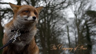 The Company of Foxes [upl. by Bopp176]