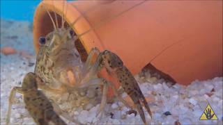 Understanding Crayfish A beginners Guide  SlapHazard Films [upl. by Ainekahs]