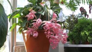 Medinilla Magnifica [upl. by Hackney]