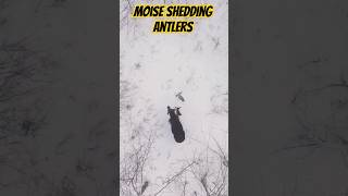 Moose shedding antlers deer bullmoose moosehunting snow [upl. by Costa]