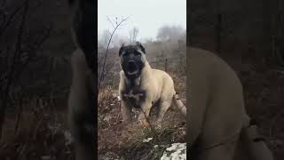 Most Aggressive Real Giant TURKISH KANGAL DOG 🔥🔥 kangal shorts [upl. by Akihdar]