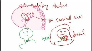 USMLE ACE Video 134 Thyroglossal Duct Cyst vs Branchial Cleft Cyst [upl. by Nellek]