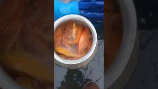 Ki dohkha Dkhar fishing newkhasi video 😍😍 [upl. by Barlow]