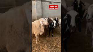 Dumba Lott at Zain Goat Farm  Lucknow  Dumba Menda  goatvideo [upl. by Haimorej443]