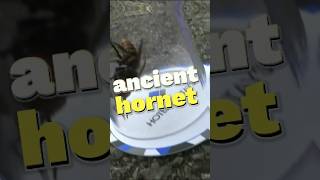 Is ancient giant hornet dangerous insects bee facts shorts [upl. by Sucramel]