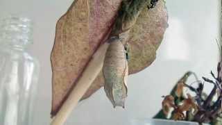 Chalcid Wasp Parasitism On Autumn Leaf Butterfly [upl. by Ycniuqed]