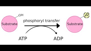 Kinases its function and different types [upl. by Algy]