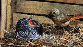 Baby Cuckoo Attacks Mother TiT for not feeding Food  brood parasitism  Cuckoo in nest [upl. by Shel85]