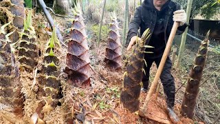 Watch Full Video Harvest Huge Bamboo Shoot A Lot Gardening for Food [upl. by Alano]