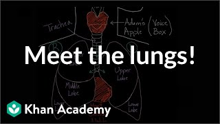 Meet the lungs  Respiratory system physiology  NCLEXRN  Khan Academy [upl. by Amorette]