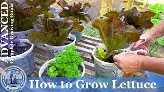 How to Grow Lettuce from seed ADVANCED Complete Growing Guide [upl. by Gnouhp435]