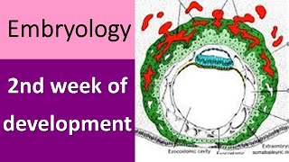 2nd week of embryonic development [upl. by Larrie]