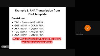 RNA to Protein Transcription to Translation [upl. by Yebloc]