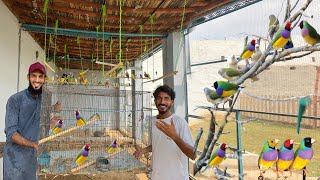 Gouldian Finch  java Finch Ki Alag Aviary Bana Rhy 🥰 [upl. by Barny809]