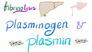 Plasminogen and Plasmin Fibrinolysis  Bleeding and Coagulation  Hematology [upl. by Serafine185]