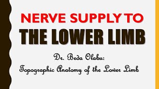 NERVES OF THE LOWER LIMB [upl. by Aemat]