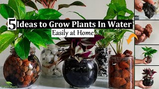 5 Ideas to Grow Plants in Water  Water Garden Plants Indoor  Water Growing plantsGREEN PLANTS [upl. by Nylorac]