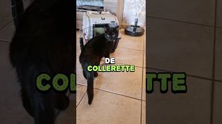 Pas de collerette  La stérilisation de Tia 22 chats santé shortswithzita [upl. by Nahrut]