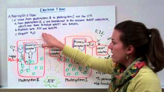 Photosynthesis 1b Light Reactions [upl. by Ecnadnac]