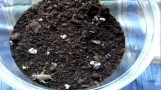 Tarantula Feeding Video 46  Largest One 48 Ts [upl. by Scribner553]