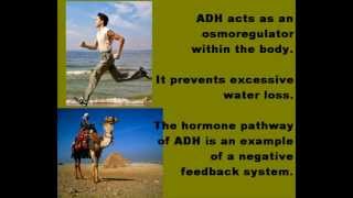 Antidiuretic Hormone ADH Osmoregulation [upl. by Nakhsa87]