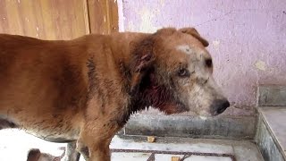 Street dogs ear devoured by flesheating worms rescued [upl. by Deck]