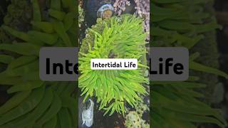 Intertidal life shorts [upl. by Colier]