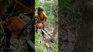 the process of cutting down large teak [upl. by Ahcarb]