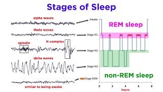 The Biopsychology of Sleeping and Dreaming [upl. by Vento]