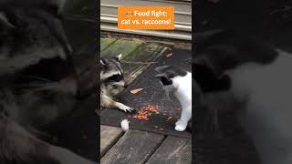 Food Fight Cat vs Raccoons 🐱🦝 cutecats catlife [upl. by Yenal]