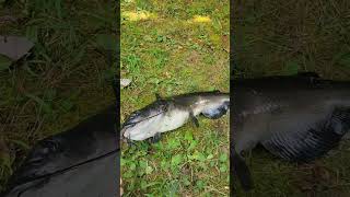 Channel catfish [upl. by Haym14]