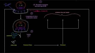 LDL Receptor Part 1 of 2  Receptor Mediated Endocytosis [upl. by Iong729]