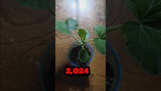 Acorn squash germination and Transplant time [upl. by Crotty]