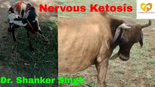 Hypoglycemia  Low blood Sugar  Nervous Ketosis Cow  Diagnosis and Treatment [upl. by Ekenna]