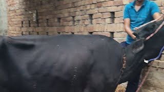 cow mastitis metritis HGB 6gmtemp107 treatment [upl. by Otsirave]