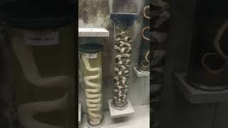 Government Museum in Chennai Snakes specimens🐍shortsfeed shortvideo museum snake specimens [upl. by Ribaudo]