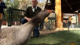 Man wins the unconditional love of a goose [upl. by Ger]