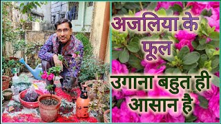 Easiest method of Azalea growing ।। सबसे आसान तरीके से अजलिया के फूल उगाएं [upl. by Anthony]