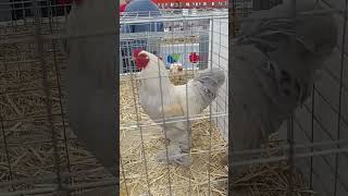 BRAHMA ENANA LAVANDA DORADO shorts short shortvideo birds pets animals cute chicken funny [upl. by Belter340]